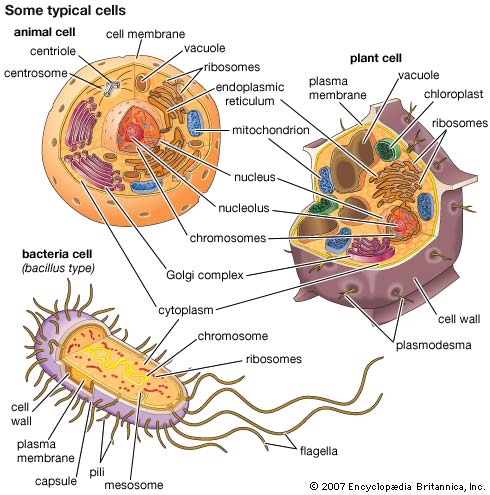 Science Biology